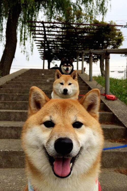 世界短池游泳锦标赛，中国队一日斩三金，国际泳联短池游泳世锦赛