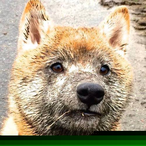 世界级球星备战国际篮球赛事决赛，世界篮球锦标赛冠军