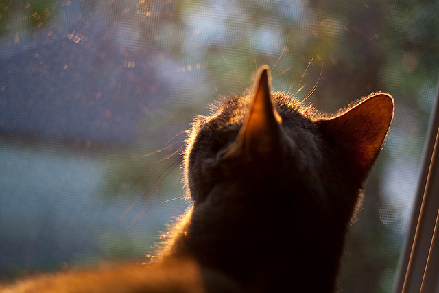 乐鱼电竞在线平台登录入口-亚洲足球巨星备战重要比赛，亚洲足球球星最新排名