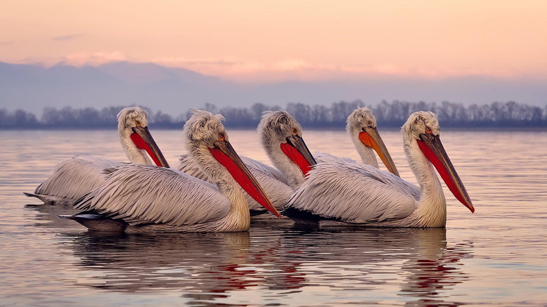 乐鱼app-北京国安连胜济南鲁能，欲逆袭中超榜，北京国安vs山东鲁能历史战绩
