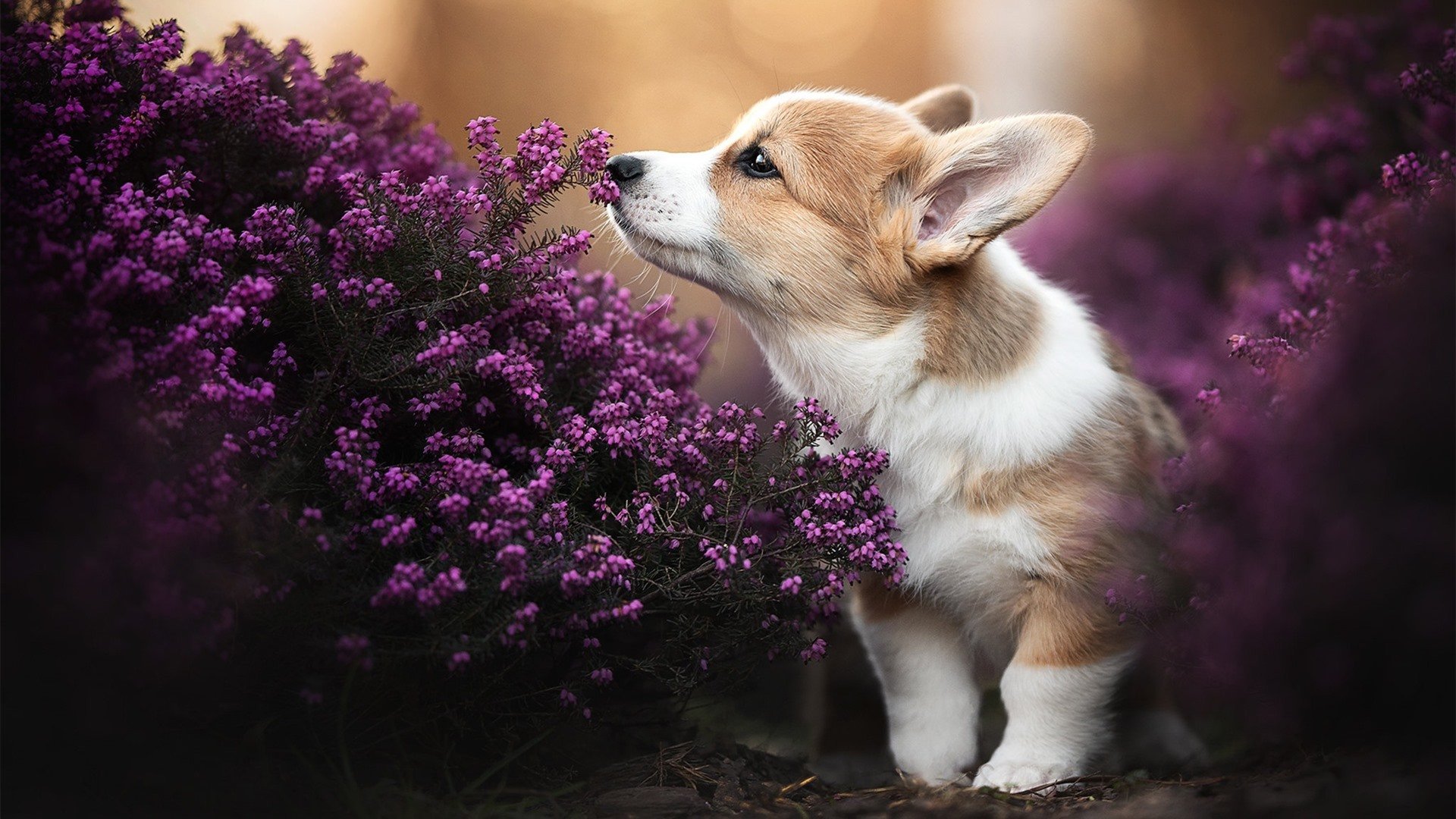 Leyu Sport下载-北京国安锋线搭档表现亮眼，北京国安前锋是谁