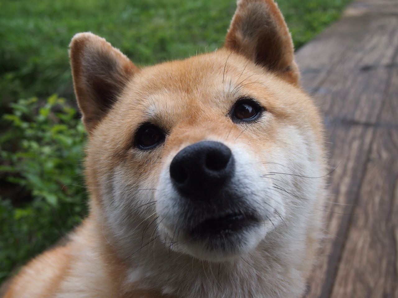 拜仁慕尼黑主场1-1战平弗赖堡，错失三分，拜仁慕尼黑 主场