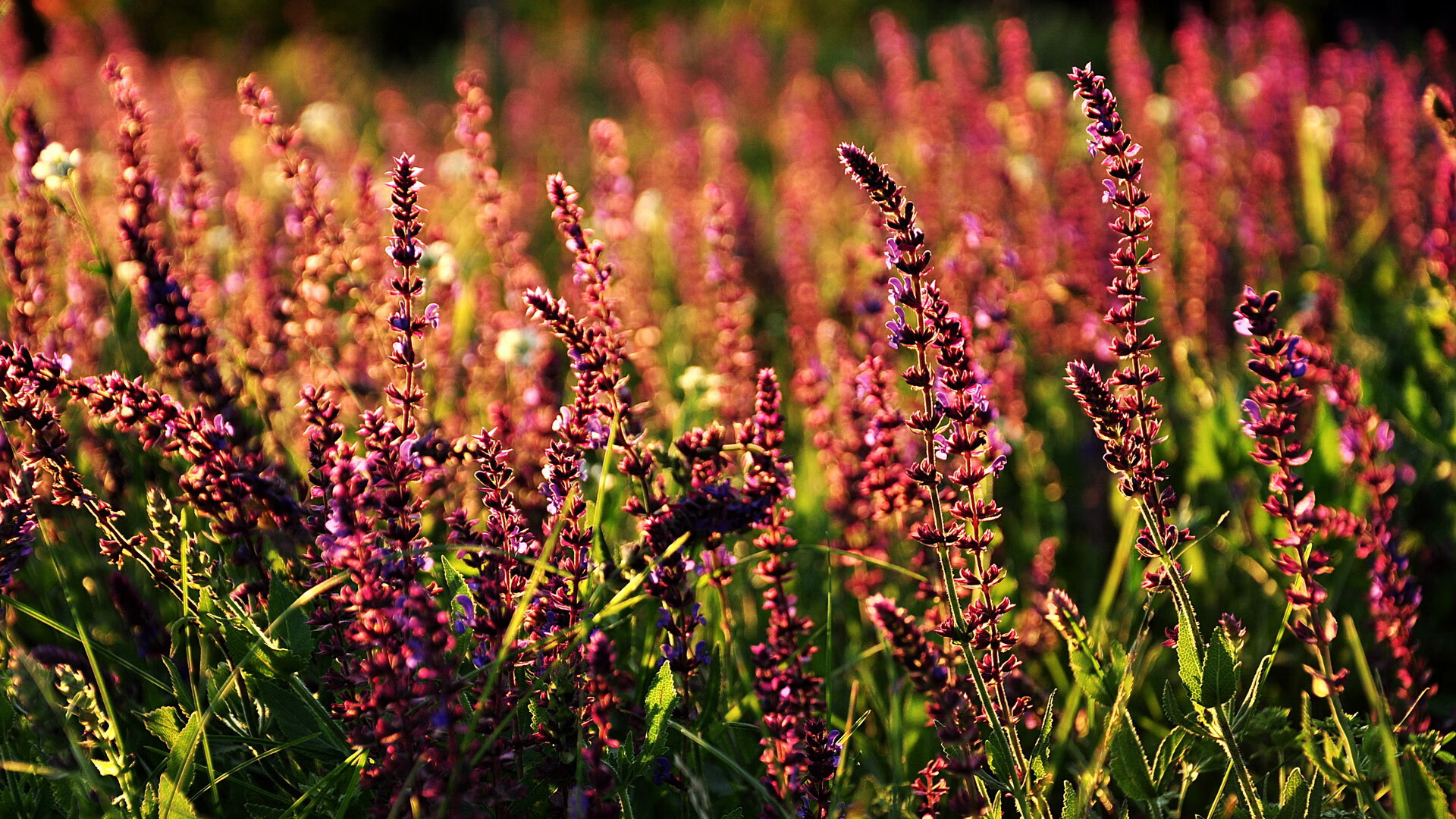 乐鱼体育APP官方下载-法国队连续三场胜利，稳坐领跑位置，法国队连续三场胜利,稳坐领跑位置的球员