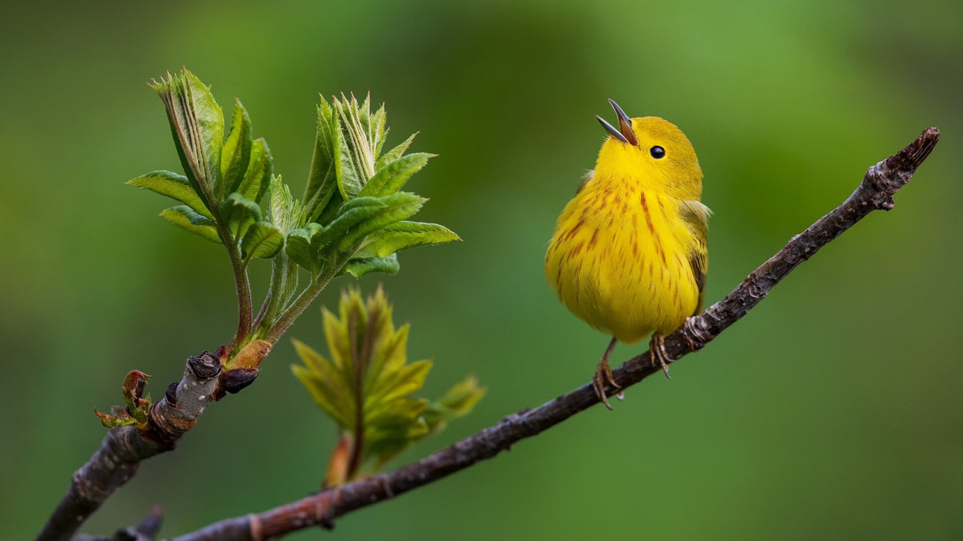 乐鱼app-法国队队长姆巴佩在欧洲杯中表现平平，金球奖争夺受影响，欧洲杯足球法国队姆巴佩