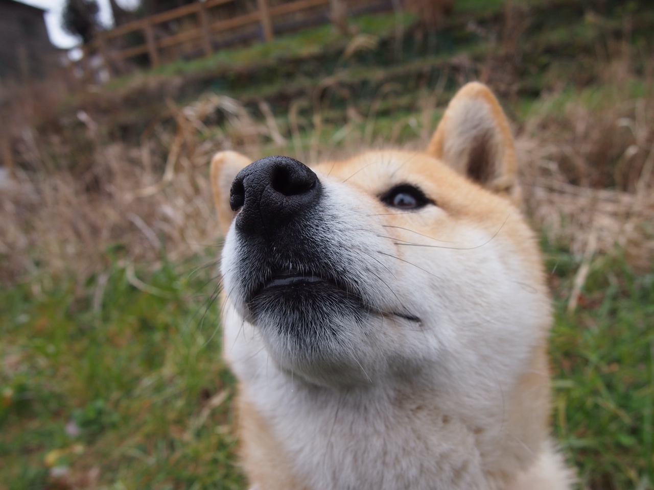 激烈滑雪大回转比赛一览,滑雪大回转比赛视频