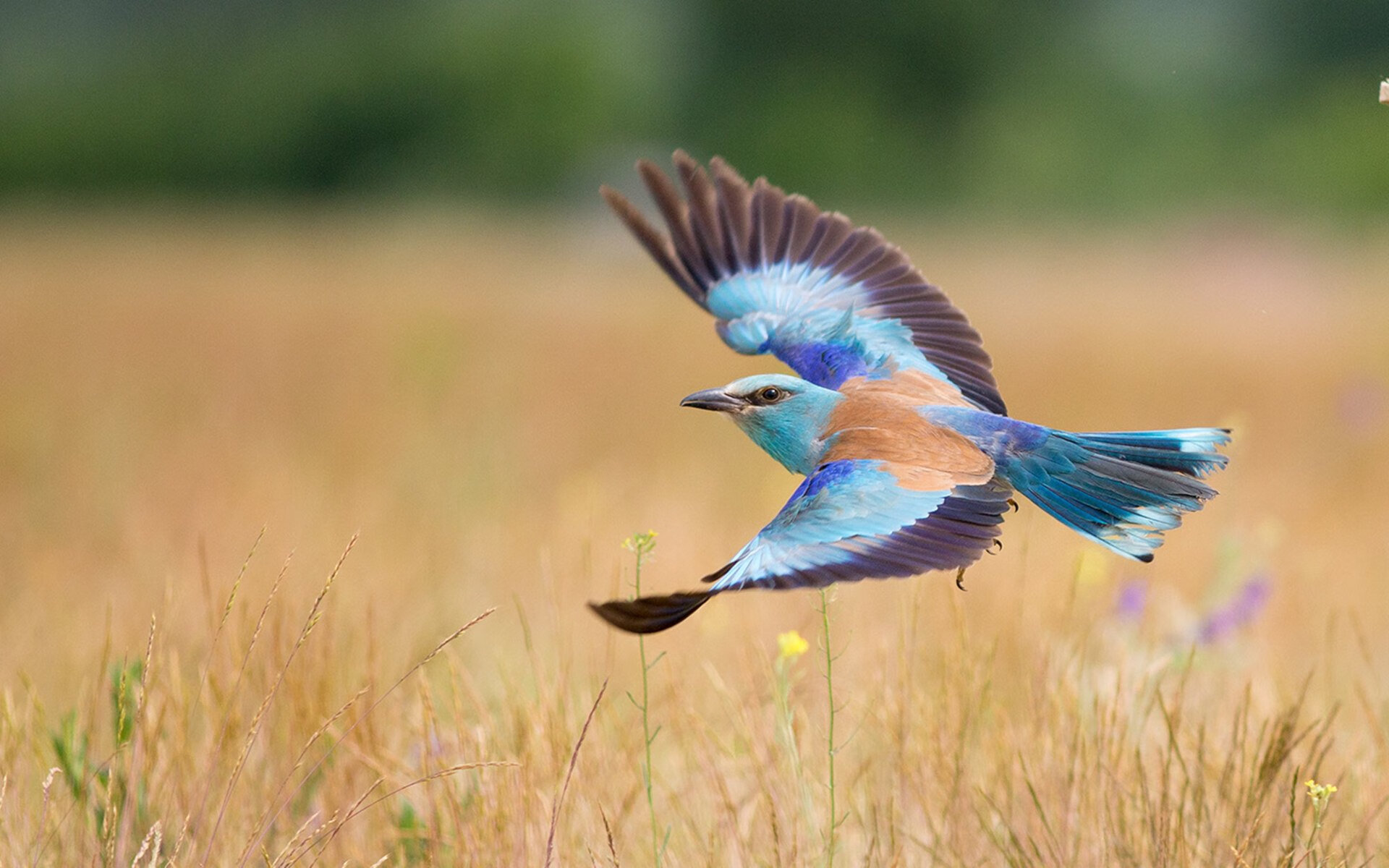 激烈电竞冠军争夺战落下帷幕,激烈电竞冠军争夺战落下帷幕的是谁