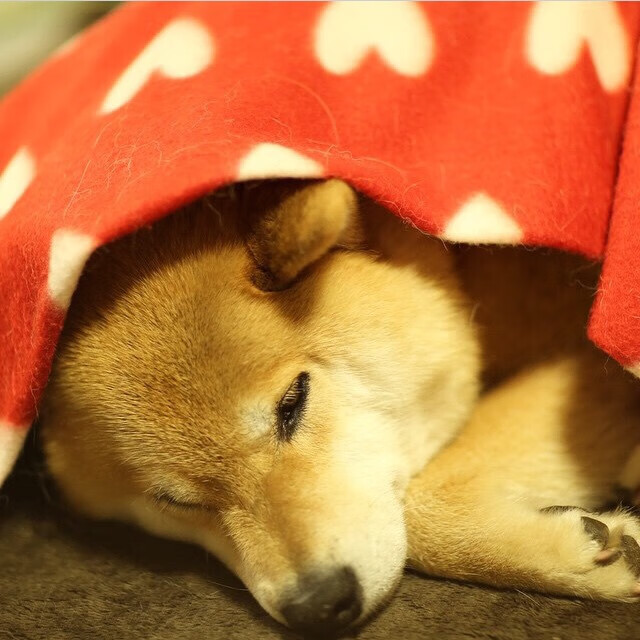 热火连胜被终结,球队需要整顿阵容,热火队最新