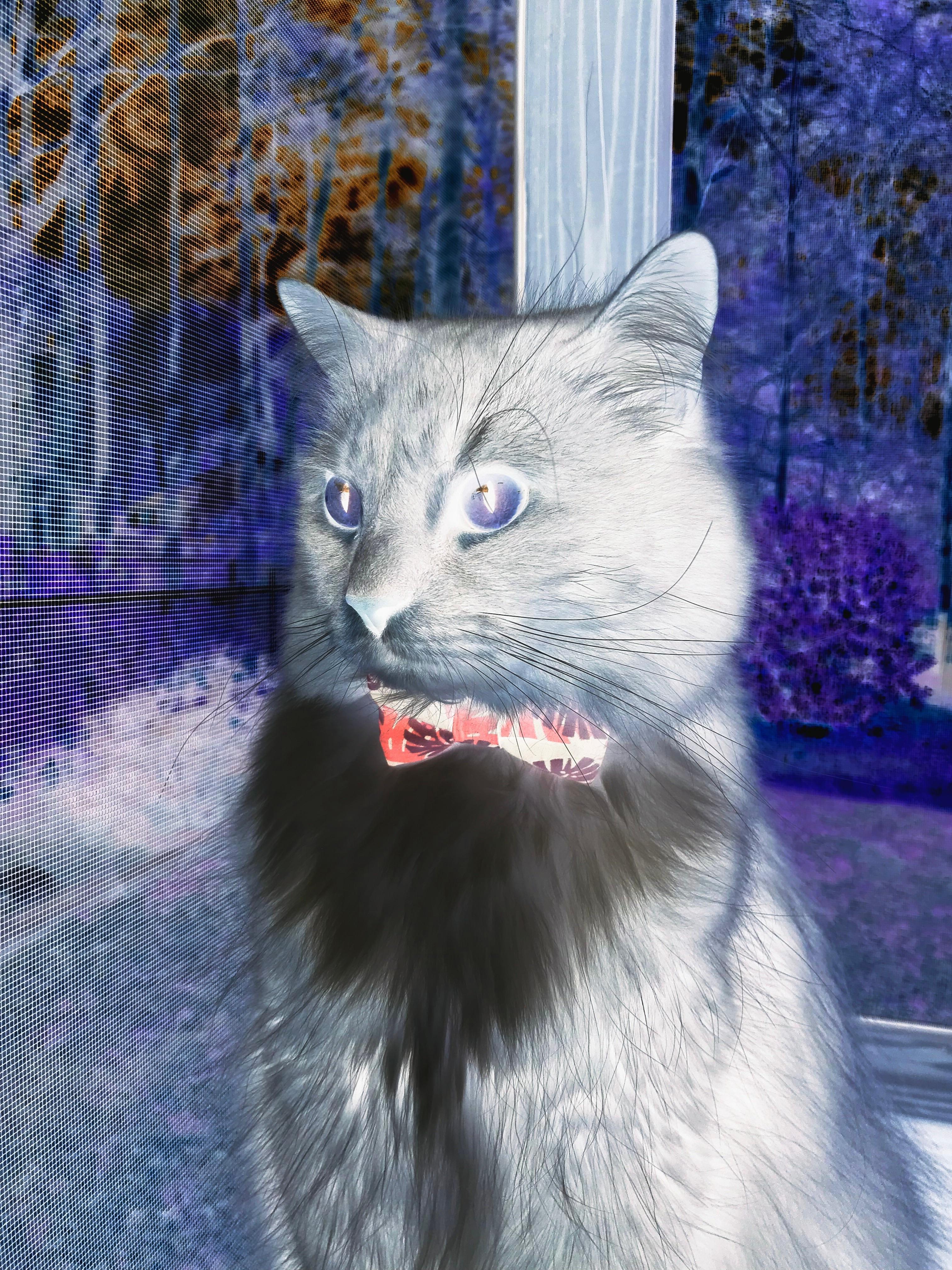 意甲非传统时间段转播对商业收入影响,意甲的转播权