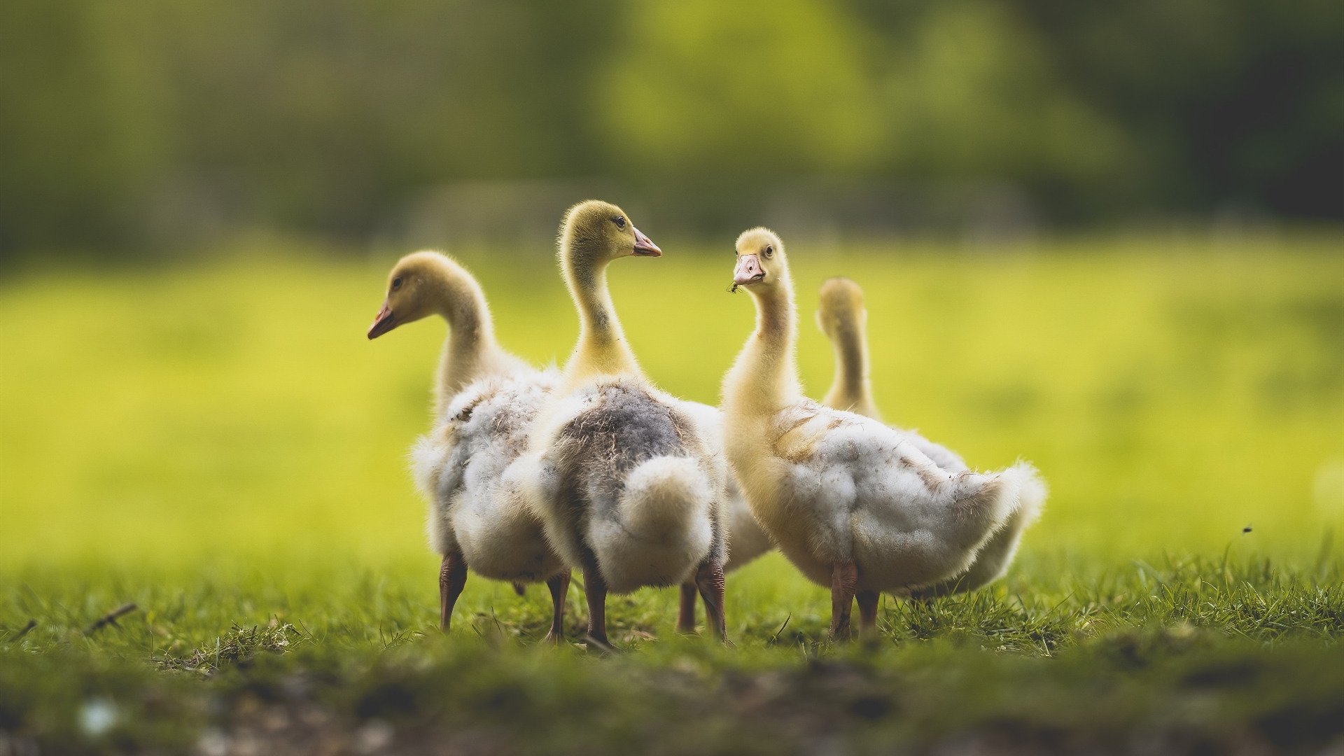 国际热身赛国家队惨败 球迷反思战略部署，国际热身赛直播