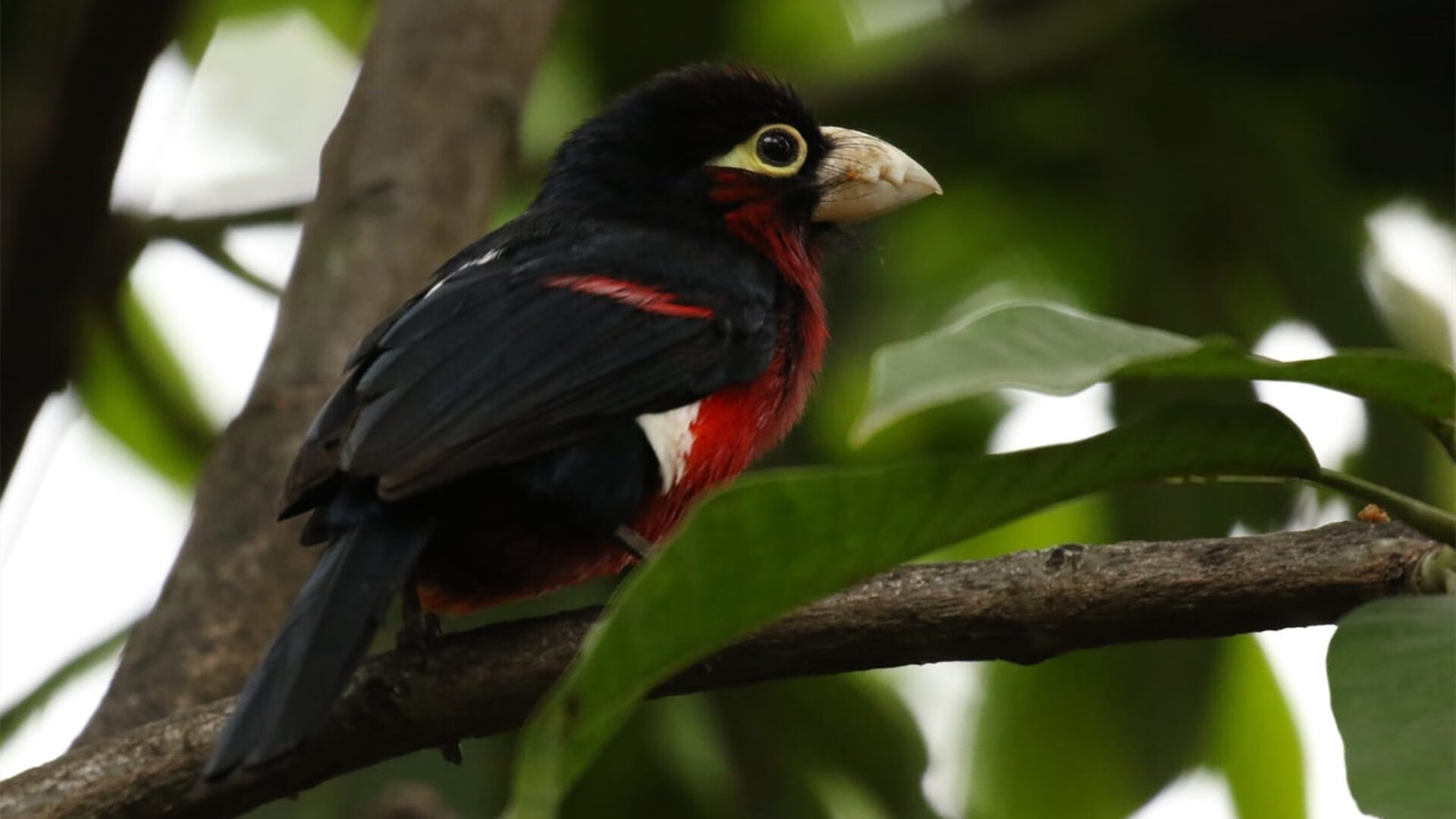 巴黎圣日耳曼再次夺冠，法甲霸主地位稳固