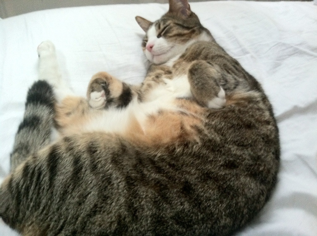 乐鱼体育平台app下载-戴维·帕特森助袋鼠队攻守兼备，打破对方防线，戴维帕特尔