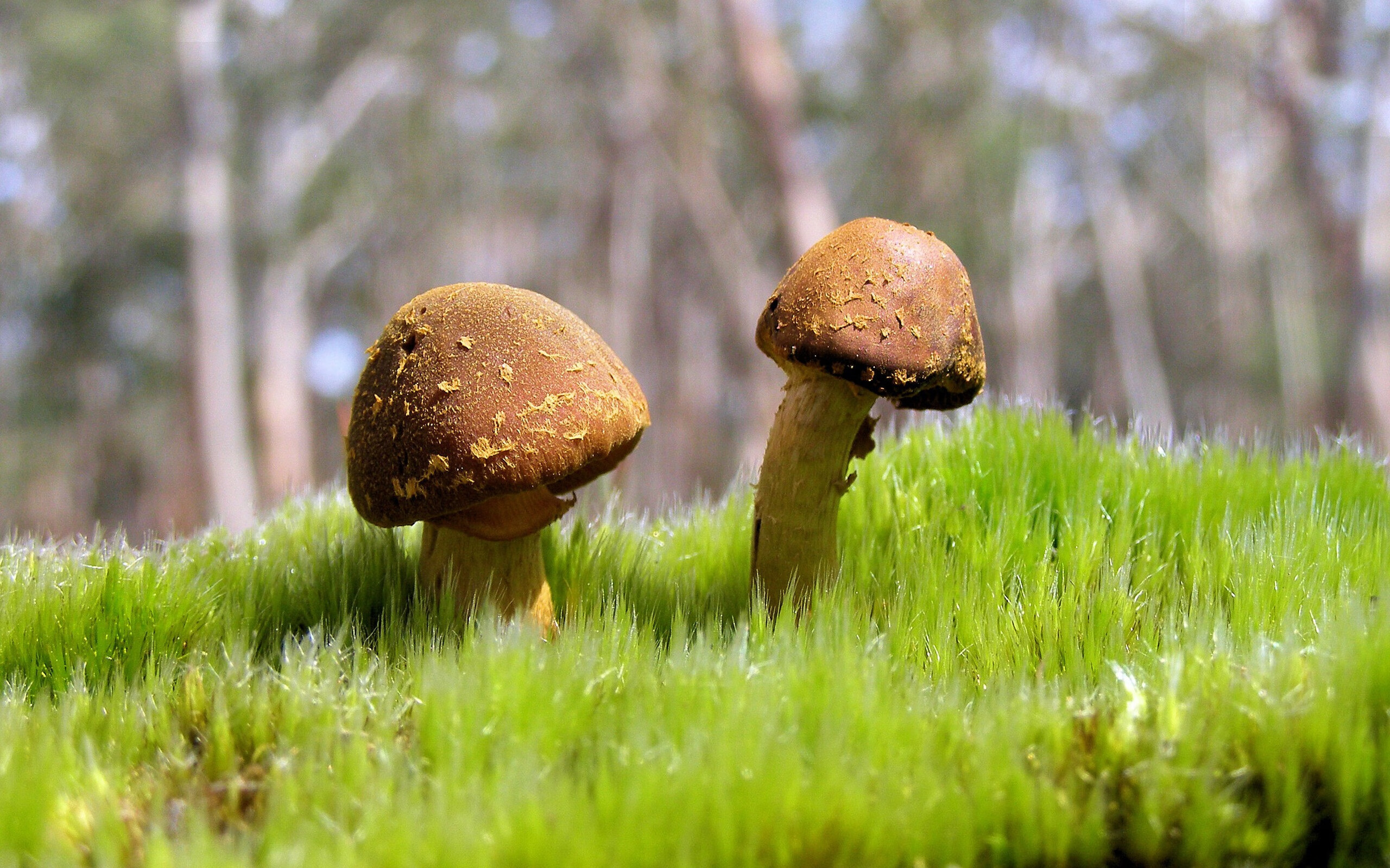 LeyuSports-田径运动大数据监控平台上线运行，田径数据库